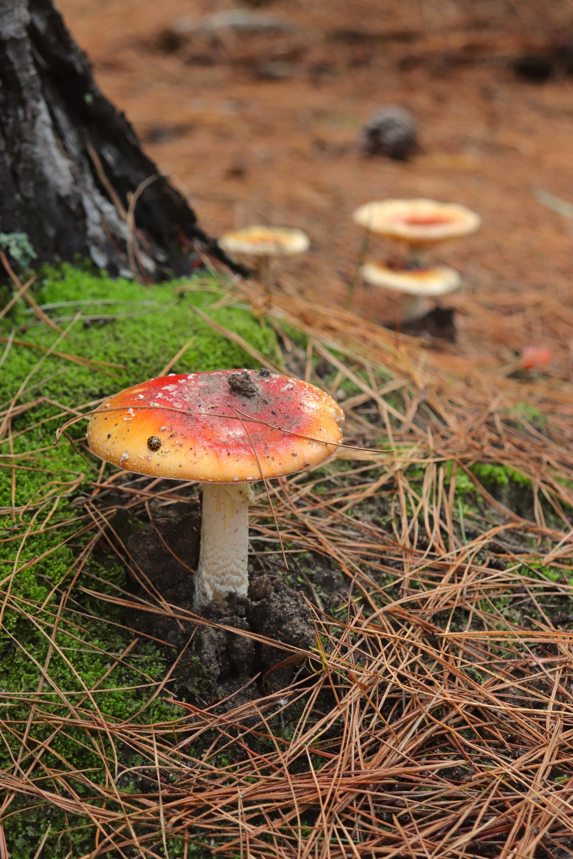 There is mushroom for all in Adelaide's foraging community CityMag