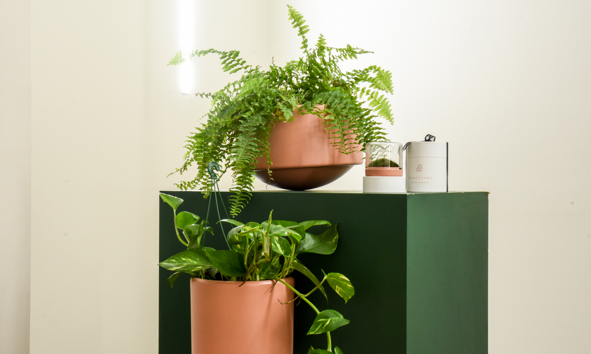 Botanica Boutique wants to green your work desk CityMag