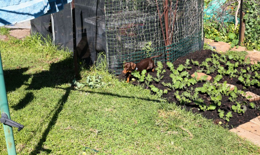 Backyard farming with The Ash Patch CityMag