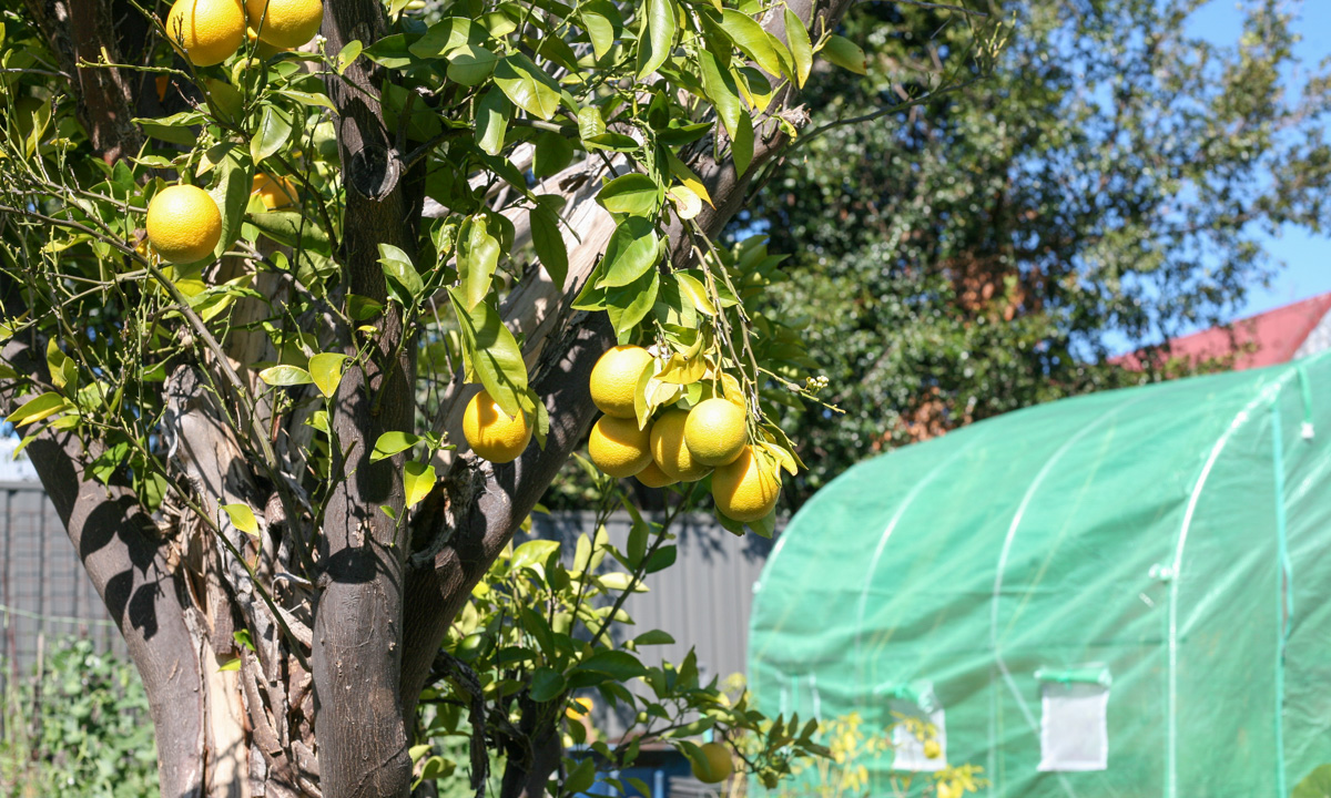 Backyard farming with The Ash Patch CityMag