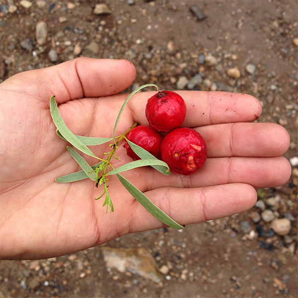 Kurti – sweet berries
