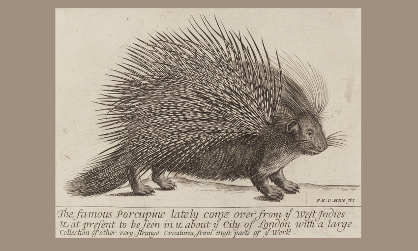 Curious Beasts: Animal prints from Dürer to Goya - CityMag