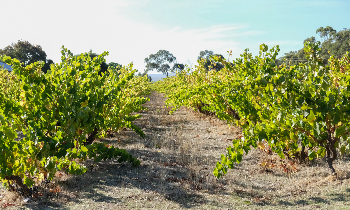 Noon Winery The perks of staying small CityMag